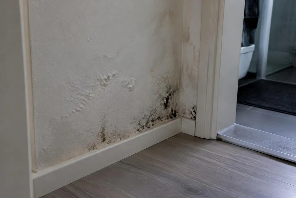 Lekdetectie Ommen – vochtplek met schimmel op een muur